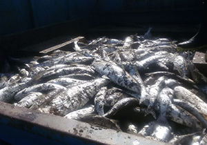 کشف ماهی قاچاق در گلستان