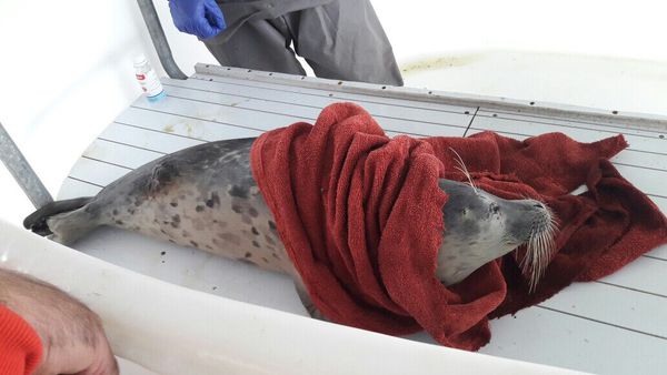 فُک خزری مجروح در جزیره آشوراده تلف شد
