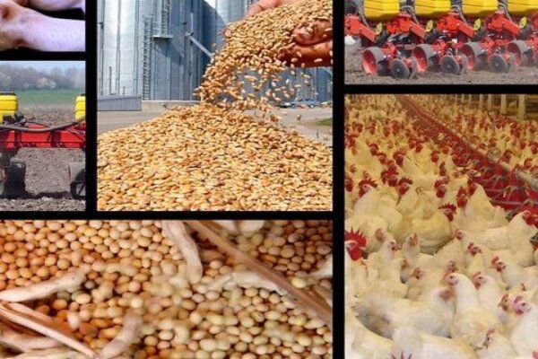 باقلای «بدون تانن» جایگزین کنجاله سویا و ذرت میشود/ کاهش وابستگی به واردات خوراک طیور