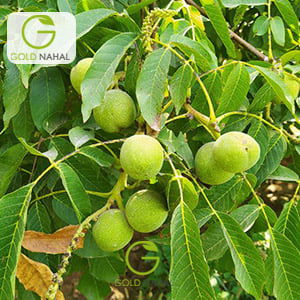 معرفی بهترین کود برای درخت گردو