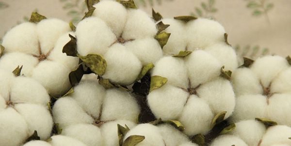 افزایش 140 درصدی تولید پنبه در گلستان
