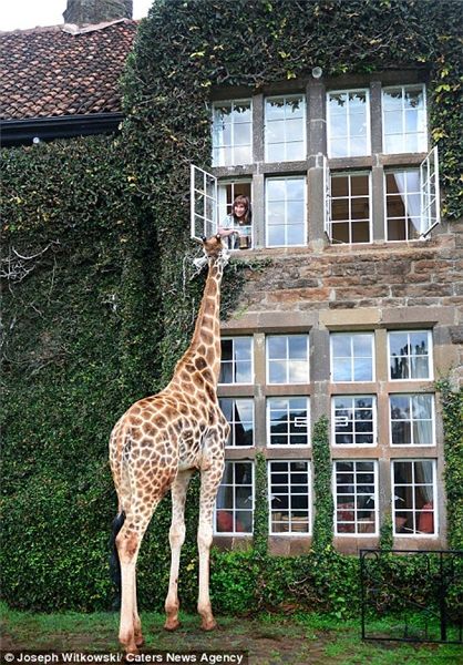 اعتماد بلندترین حیوان جهان به انسان+تصاویر