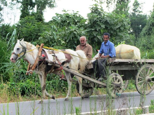 نقش اسب و ارابه در اقتصاد معیشتی روستاهای شهرستان کردکوی+تصاویر