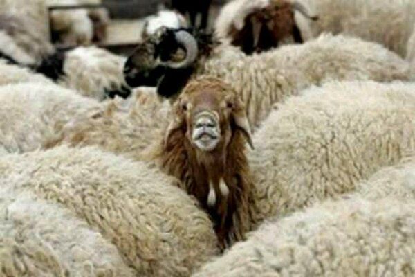 کشف ۱۶۰ رأس دام قاچاق در آق قلا/ طرح ارتقاء امنیت اجتماعی در گنبد