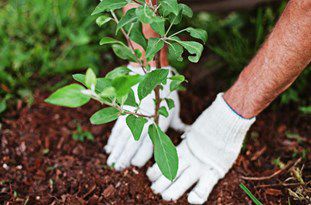 خرید و کاشت 10 هزار اصله درخت در شهر مینودشت
