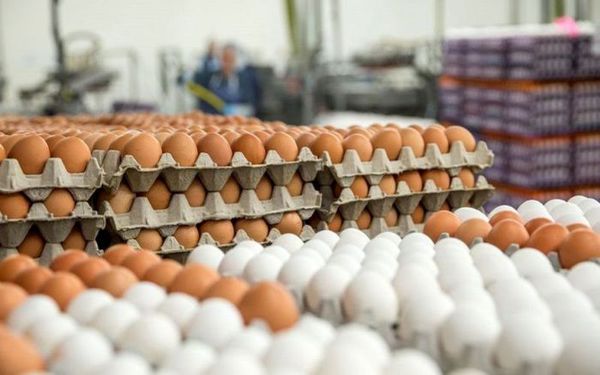 قیمت تخم مرغ در بازار (۵ تیر ۹۹) + جدول
