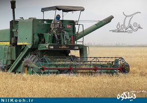 برداشت خوشه های طلایی گندم از مزارع شهرستان گالیکش / گزارش تصویری