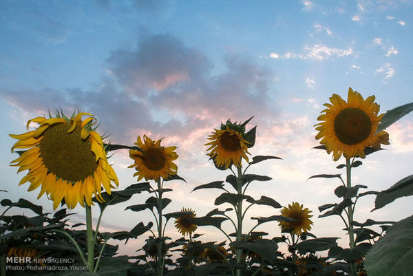 کشت آفتابگردان در گلستان توسعه می یابد