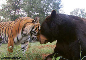 دانلود کلیپ کشتن خرس توسط ببر بنگال 