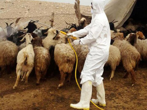 دام ها در مناطق سیلزده گلستان سمپاشی شدند