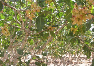 اعطای تسهیلات ۴میلیارد تومانی به روستائیان گلستان
