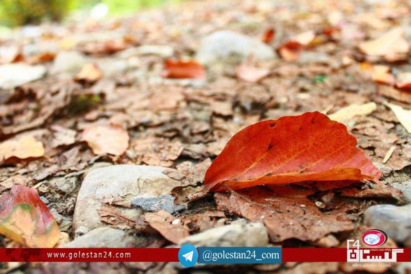 تصاویر/ پاییز زیبا در ناهارخوران گرگان