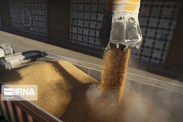 ۹ هزار و ۸۰۰ تن گندم انبارشده کشاورزان گلستان خریداری شد
