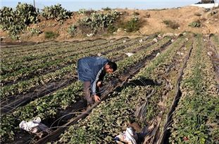 بازار کشت توتون گلستان به نفع رقبای خارجی