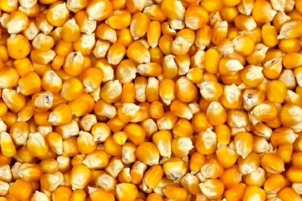 واکنش گمرک البرز به ترخیص جنجالی
