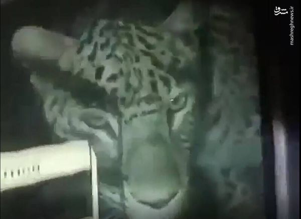 فیلم نادر از پلنگ ایرانی در سنگان خواف