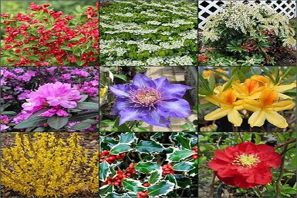 فعالیت جزیره‌ای در توسعه کشت گیاهان دارویی؛ ظرفیتی که مغفول ماند