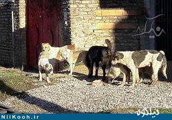 جولان سگ‌های ولگرد در خیابان‌های گالیکش 