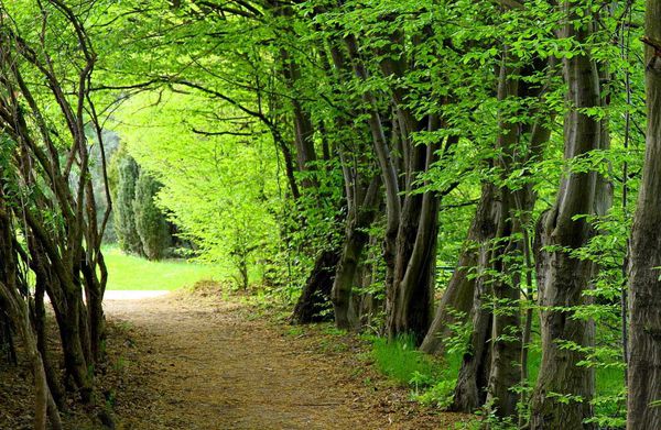 فیلم/ لحظه ثبت جنگل‌های هیرکانی به عنوان میراث طبیعی جهانی در یونسکو