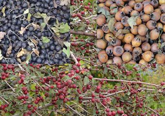 کندس و ولیک دو میوه با ارزش جنگلی در کردکوی + عکس