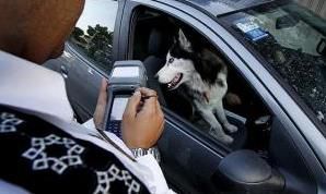 آقا، خانم؛ تولد عضو سگی خانواده تان مبارک!