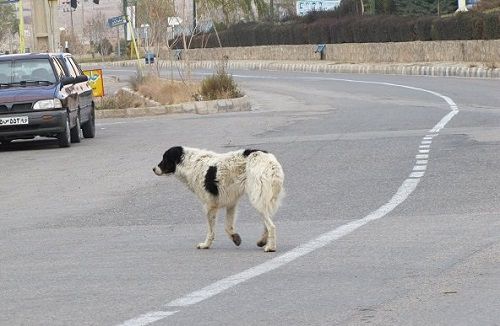 جمعیت سگهای ولگرد باید روز به روز کمتر و کنترل شود