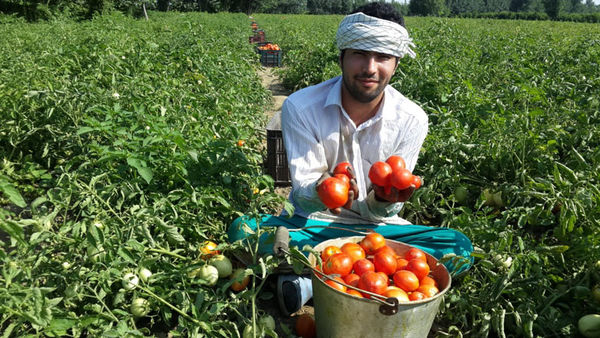 تصاویر/ برداشت گوجه فرنگی از مزارع کردکوی