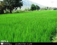 ممنوعیت کاشت شالی در سال زارعی جدید کلاله