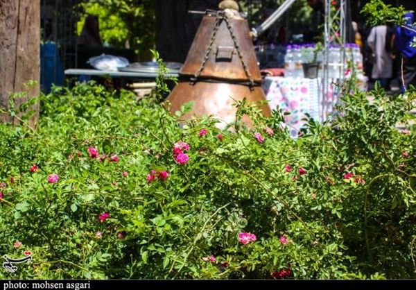 نخستین جشنواره گلمحمدی و گلابگیری در گرگان به روایت تصویر