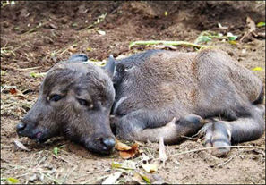 فیلم/ تولد گوساله دو سر در پاکستان