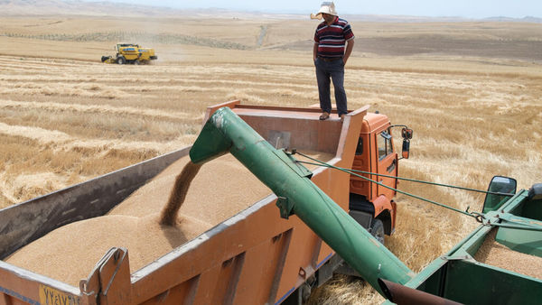 خرید تضمینی بیش از ٨٨۵ هزار تن گندم و کلزا از کشاورزان گلستانی