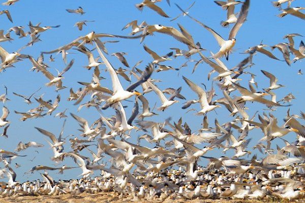 کوچ پرندگان مهاجر به تالاب های گلستان آغاز شد