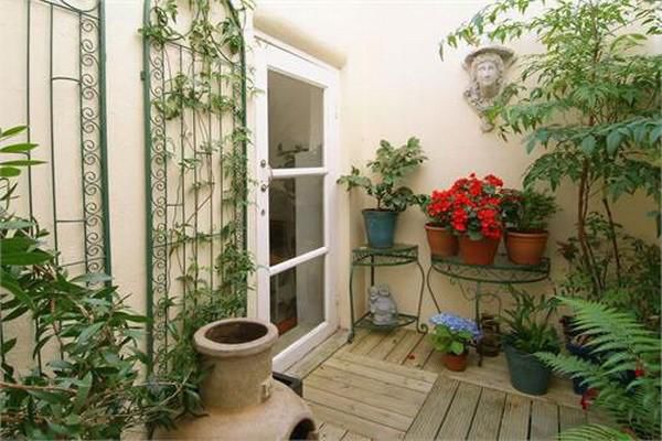 این گیاهان هوای منزل شما را تصفیه می کنند