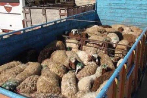 کشف دام قاچاق در آق قلا/ یک متهم دستگیر شد