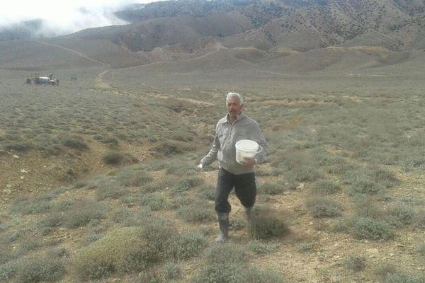 کودپاشی مراتع آزادشهر با مشارکت جوامع محلی انجام شد