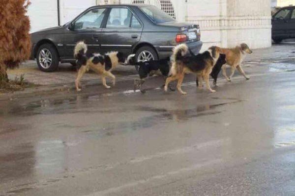 سگ های ولگرد مشکل همیشگی شهر ها