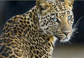 فیلم/ واکنش پلنگ باهوش به دوربین!
