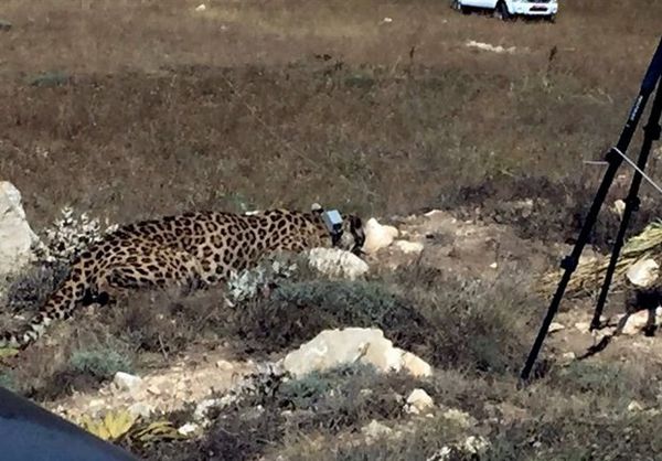 ورود دفتر بازرسی سازمان محیط زیست به پرونده مرگ هیرکان