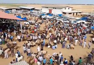 خرید و فروش ۵ هزار راس دام در دومین میدان عرضه دام زنده کشور