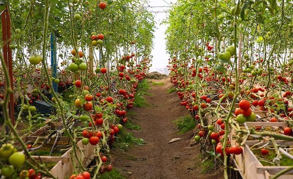 شهرکهای گلخانهای در گلستان با شیرینسازی آب دریای خزر راهاندازی میشود