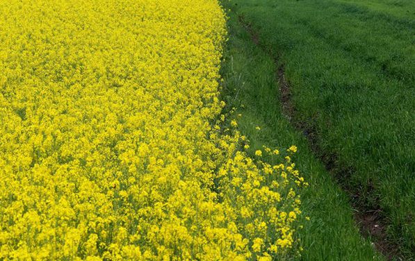 کنترل بیماری های مزارع کلزا/ فعالیت ۱۱ کارگزاری کود در علی آباد کتول