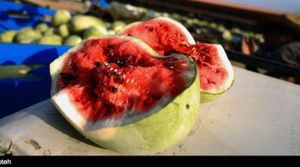 ماجرای رشد هندوانه‌ها با استفاده از پودر بهداشتی