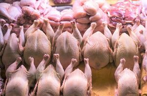 عرضه مرغ با نرخ بالای ۲۰ هزار تومان گرانفروشی است