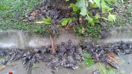 عکس/ مرگ گنجشک‌ها بر اثر رعد‌و‌برق