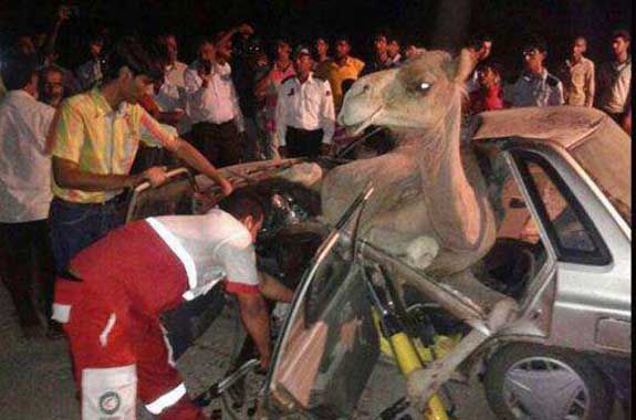 لزوم مدیریت تردد احشام در جاده های استان گلستان