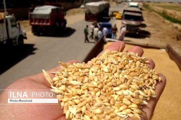 رد خبر تاخیر در برداشت گندم سالجاری/ کسری گندم گلستان جبران شده است