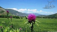 طبیعت زیبای صادق آباد و بش اویلی در اردیبهشت / گزارش تصویری