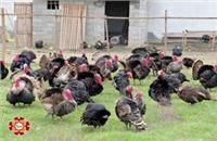 تصاویر/پرورش بوقلمون در راستای اقتصاد مقاومتی آق قلا