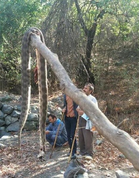 عکس/ شکار مار 7 متری در آذربایجان شرقی