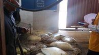 تصاویر/ کشف ۷۰۰ کیلوگرم روده مرغ در گلستان